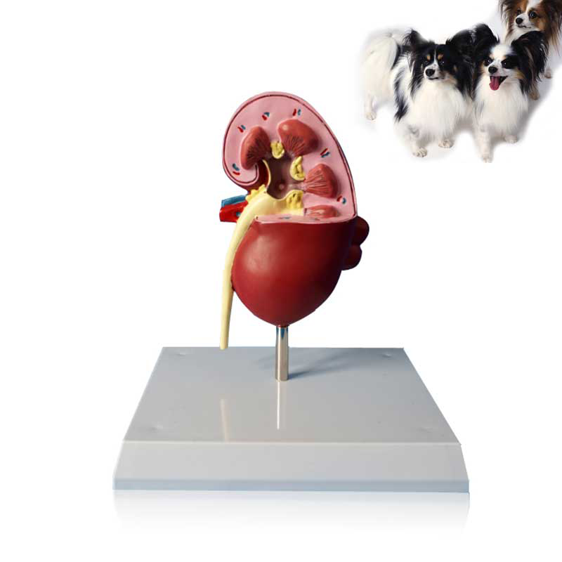 Canine Medical Science Teaching Studying Anatomical Dog Kidney Model