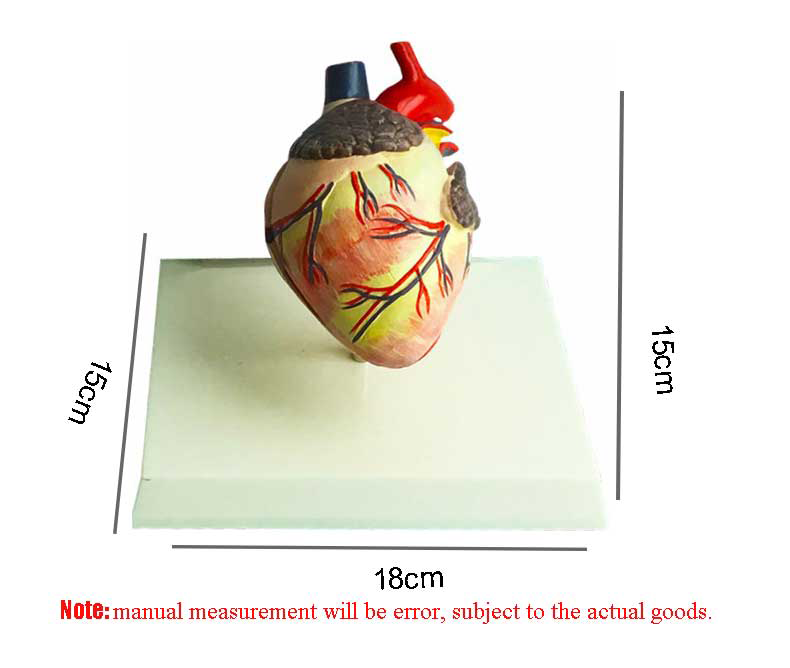 Cardiac anatomy model for pet medicine teaching